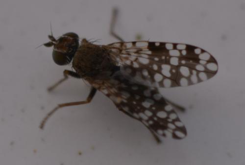 Tephritis praecox